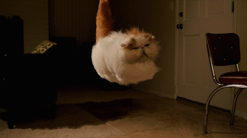 flying cat animated gif