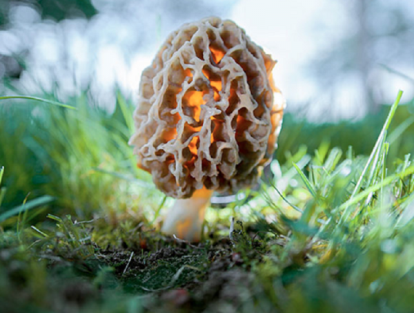 amorph-mushroom