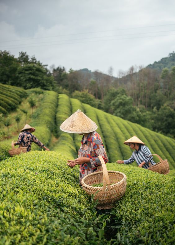 tea picking worker