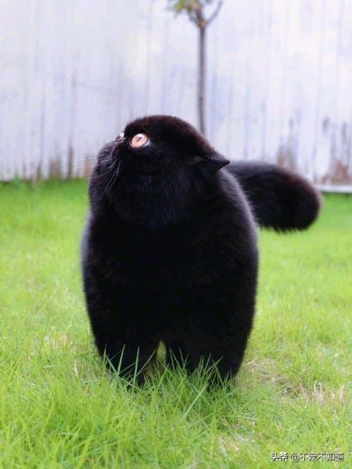 black cat fluffy
