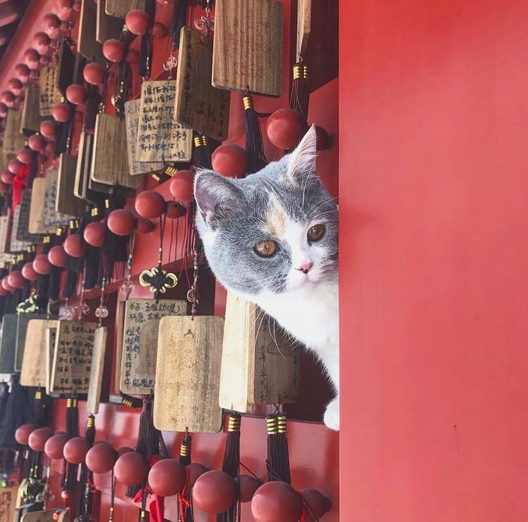 chinese cat