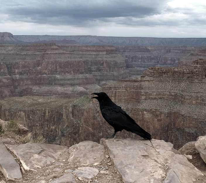 crow on rocks photo