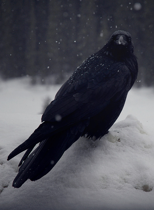 crow raven