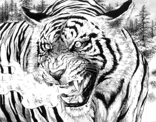 manga tiger