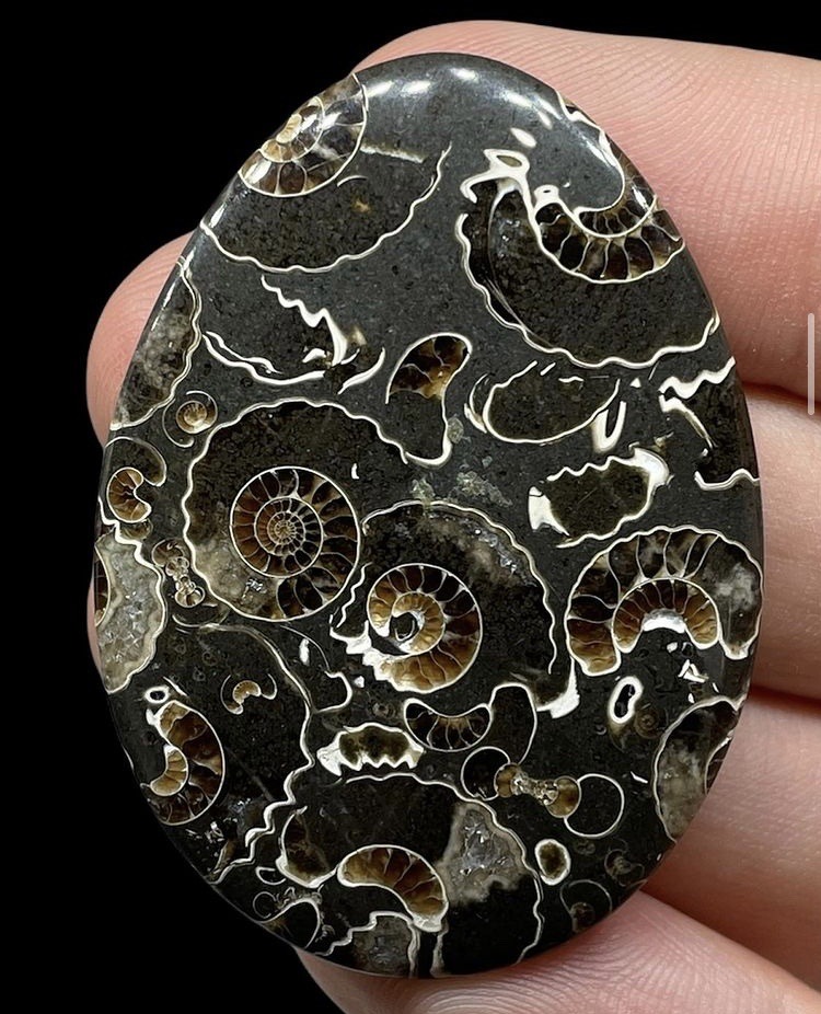 Ammonite Cabochon via fossilatelier