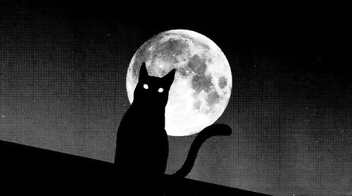 black cat at night