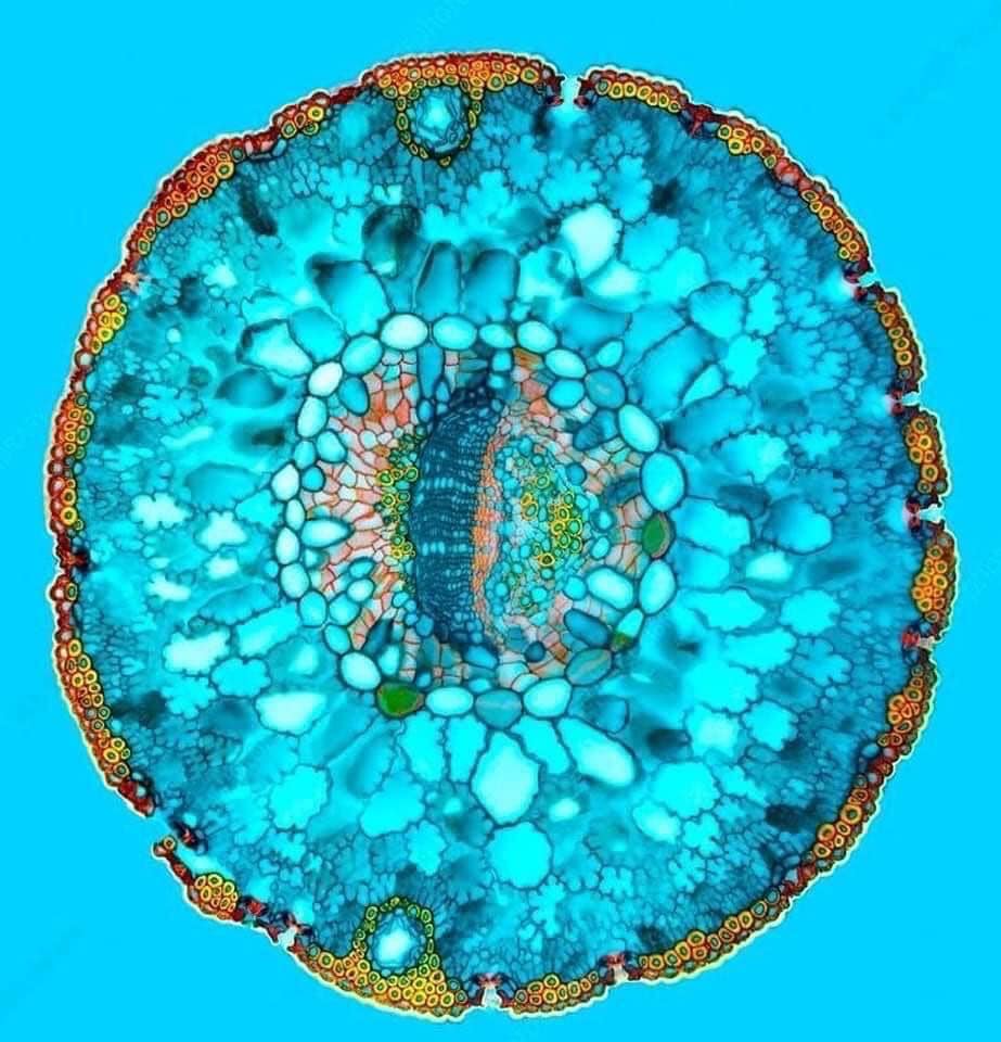 cross section of a pine needle