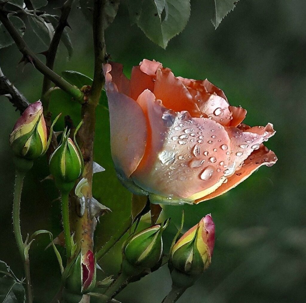 rose in dew