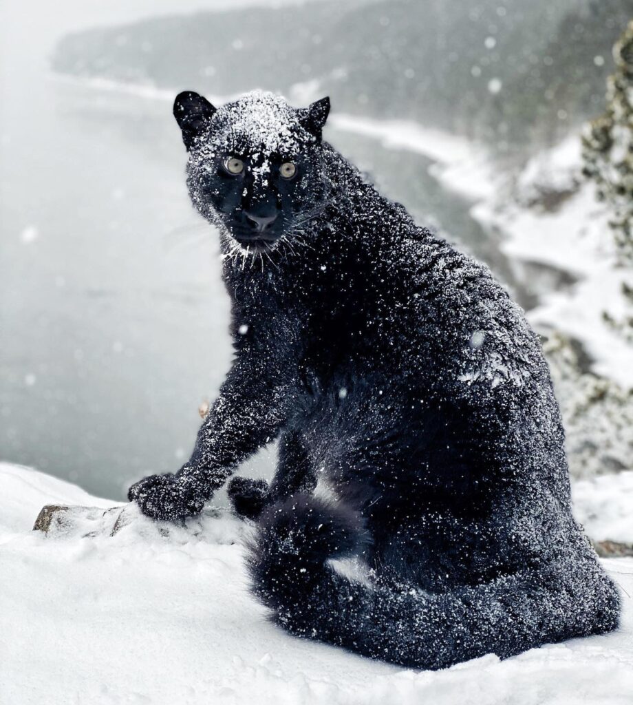 black panther in snow