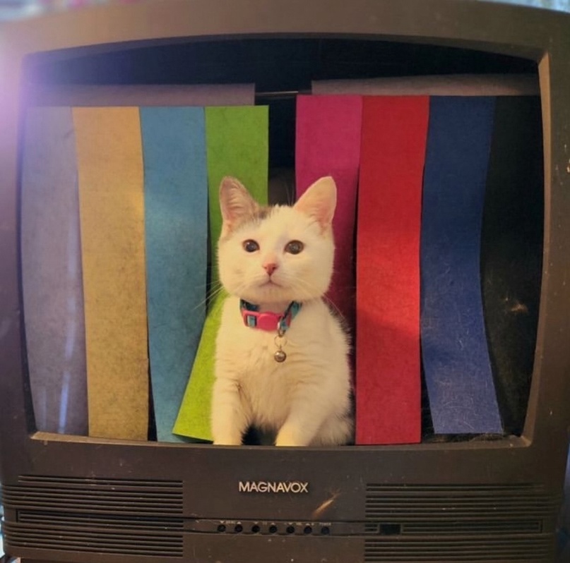 cat in tv