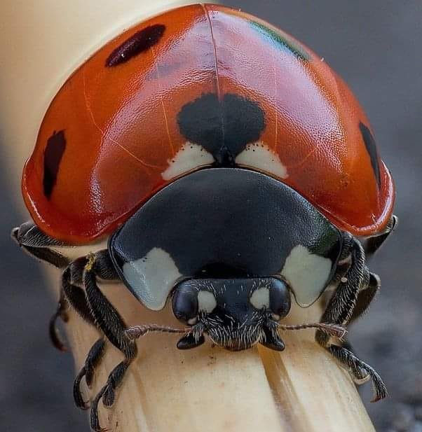 david hamilton - ladybug closeup