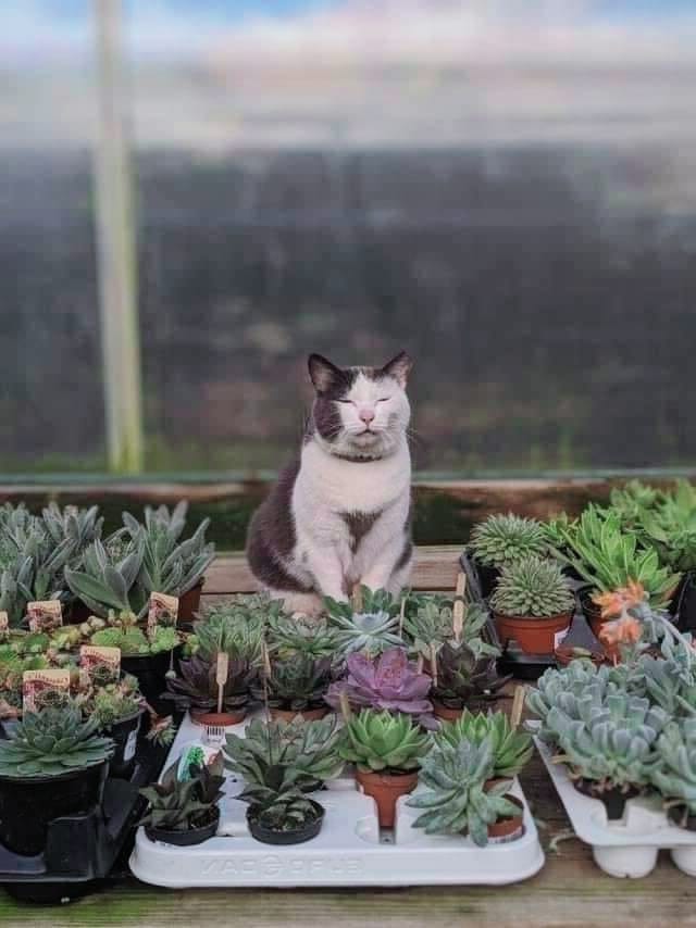 flower shop cat