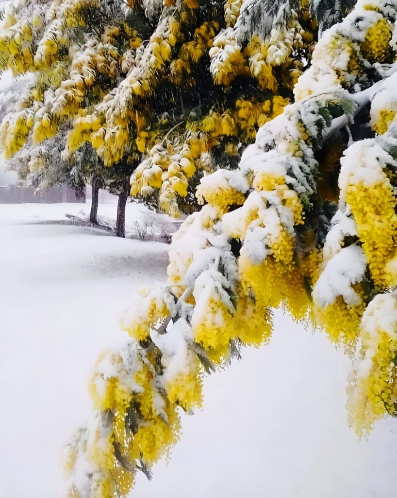 mimosa in snow