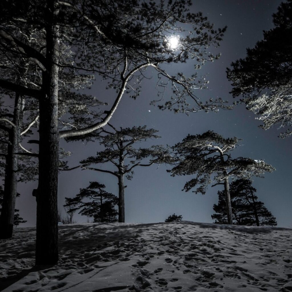 winter night with moon