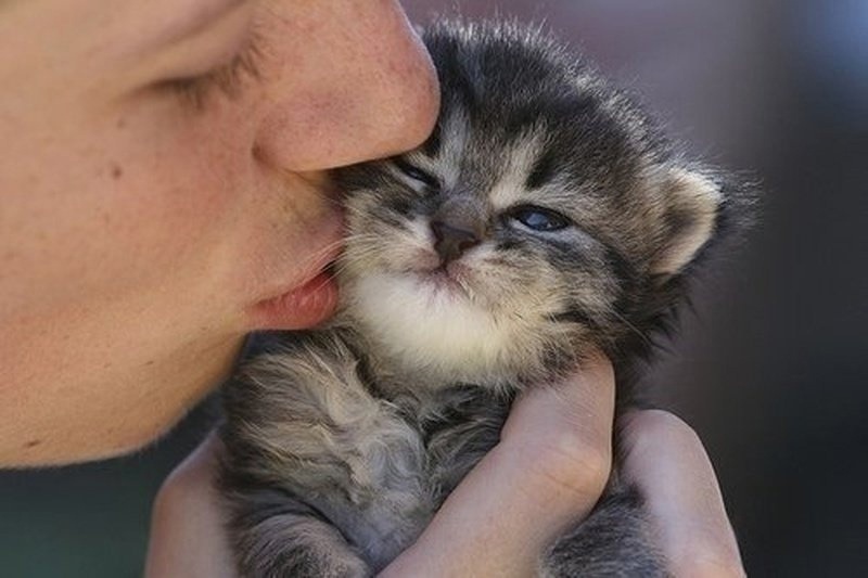 kissing a kitten