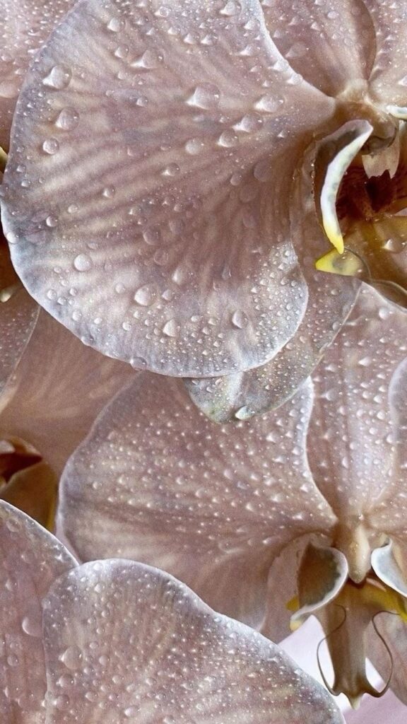 pink orchids closeup